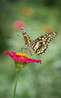 bellissimo monarca farfalla su fiore foto