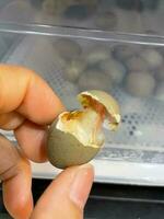 rotto guscio d'uovo su il incubatrice. gusci d'uovo siamo ovale, Marrone, fragile e sottile, facilmente rotte. pollo uova nel incubatrice. uovo incubatrice macchina sfondo. foto