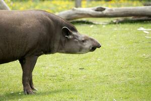 tapiro nel il selvaggio foto