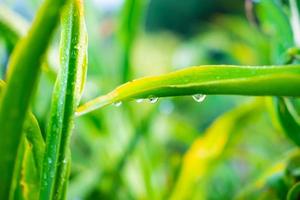 goccioline d'acqua sulle foglie durante la stagione delle piogge foto