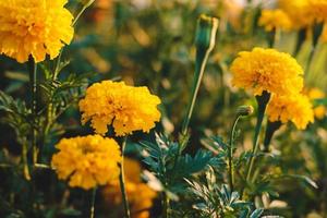 lo sfondo delle calendule e il sole della sera foto