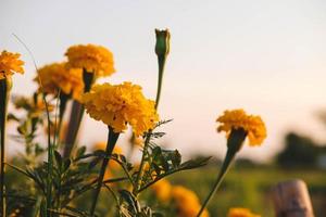 lo sfondo delle calendule e il sole della sera foto