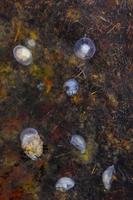 molte grandi meduse galleggianti nelle alghe foto