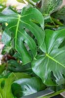 di moda tropicale Monstera pianta nel un' fiore negozio foto