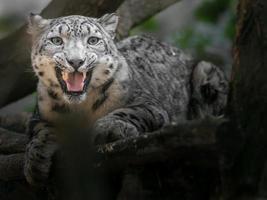 irbis leopardo delle nevi foto