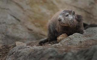 marmotta alpina sulle rocce foto