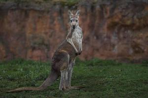 canguro rosso sull'erba foto