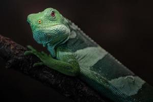 iguana fasciata delle Figi foto