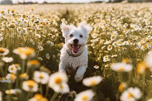 contento cane in esecuzione attraverso fiore campo. generativo ai foto