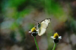 farfalla arroccato su un' fiore foto