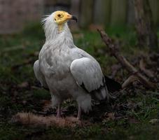 avvoltoio egiziano mangiare foto