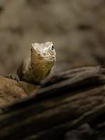 iguana roccia cubana foto