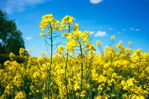 semi di colza campo. beatiful in crescita canola avvicinamento. olio semi di colza fiori. bellissimo paesaggio di fioritura colza. foto