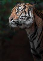 ritratto della tigre di Sumatra foto