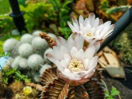 bianca fiore cactus nel pieno fioritura all'aperto su un' soleggiato giorno foto