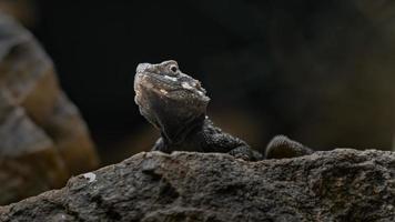 stellagama stellio su roccia foto