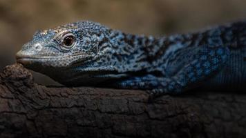 Blue Spotted Tree Monitor foto