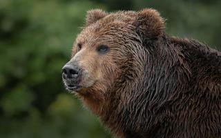 kamchatka orso bruno foto