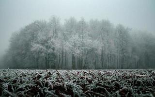 alberi congelati in inverno foto