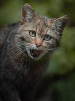 ritratto di gatto selvatico europeo foto