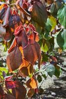 arbusto con rosso le foglie cresce nel foresta cintura foto