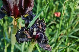 argaman Borgogna selvaggio iris o iris atropurpurea o costiero iris fioritura nel primavera campo nel primavera a tramonto foto