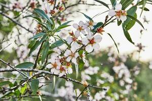 mandorla fiori avvicinamento. fioritura rami di un mandorla albero nel un frutteto. prunus dulcis in fundo, prunus amigdalo, mandorla fiorire nel fioritura foto