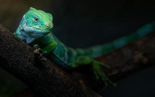 iguana fasciata delle Figi foto