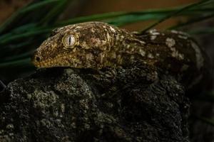 nuovo geco gigante di Caledonia foto