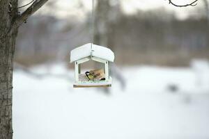 uccello alimentatore su il sfondo di un' inverno paesaggio. foto