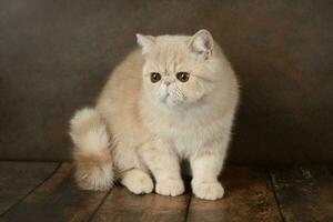 bellissimo esotico capelli corti gatto bugie su il Marrone sfondo di il studio. foto