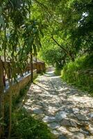 un antico avvolgimento strada pavimentata con ciottolo e coperto di vegetazione di erba. foto