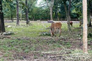 cornuto a spirale antilope foraggiamento nel zoo foto