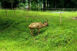 un' Marrone cervo con corna mangiare erba contro un' erba sfondo foto