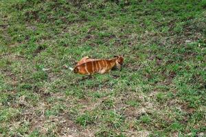 tiro di un' pianura bongo animale con verde sfondo foto