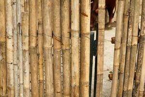 bambù recinto sfondo Vintage ▾ colore foto