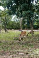 cornuto a spirale antilope foraggiamento nel zoo foto