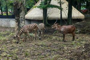 cornuto a spirale antilope e zebra foraggiamento nel zoo foto