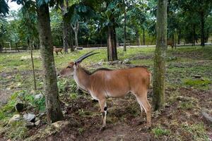 cornuto a spirale antilope foraggiamento nel zoo foto