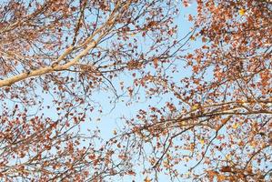 vista dal suolo dei rami degli alberi in autunno