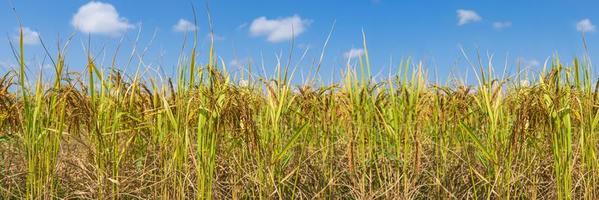 campo di riso al mattino sotto il cielo blu foto