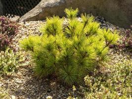 Pino nano Pinus strobus radiata in un giardino roccioso foto