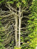 struttura del ramo vista all'interno di una siepe verde foto