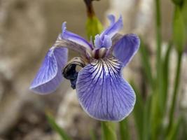 primo piano di un unico fiore di setosa iris foto