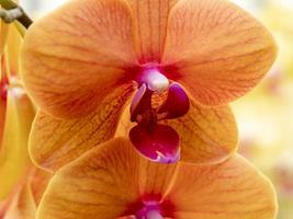primo piano di una bella fioritura arancione di orchidee