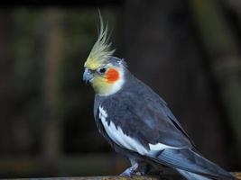 primo piano di un cockatiel piuttosto grigio con una cresta gialla foto