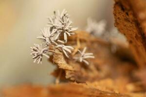 cilindrico, minuscolo fungo in crescita su un' decomposizione log di legna nel il foresta. foto