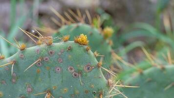 orizzontale Immagine di il acuto spine su un' verde cactus. foto