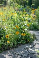 vivace giallo fioriture in crescita lungo un' soleggiato sentiero nel il giardino. foto