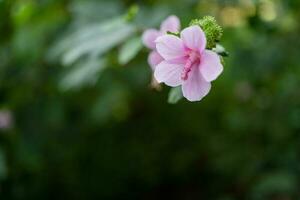 selvaggio rosa fiore e tabacco fiore quando è fiorire a il primavera tempo su giardino. il foto è adatto per uso per botanico fiore soddisfare media e natura sfondo.